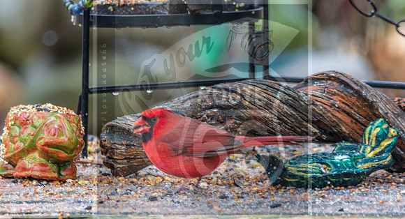 Winter Birds 2019 (c)PicsbyJax-6092.jpg