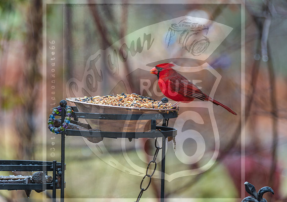 Winter Birds 2019 (c)PicsbyJax-6101.jpg
