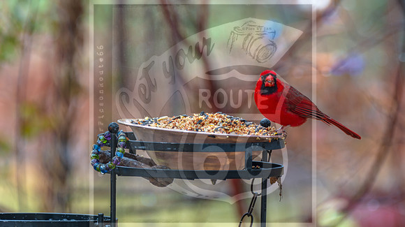 Winter Birds 2019 (c)PicsbyJax-6107.jpg