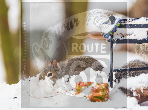 Winter Birds 2019 (c)PicsbyJax-6229.jpg