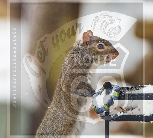 Winter Birds 2019 (c)PicsbyJax-6238.jpg