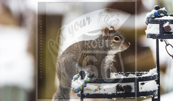 Winter Birds 2019 (c)PicsbyJax-6241.jpg