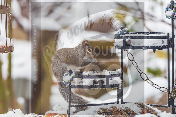 Winter Birds 2019 (c)PicsbyJax-6250.jpg