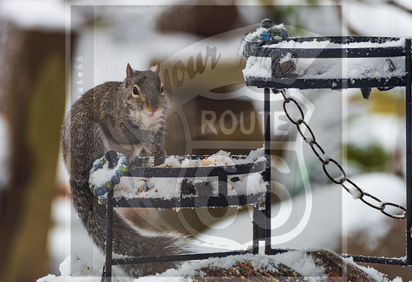Winter Birds 2019 (c)PicsbyJax-6263.jpg