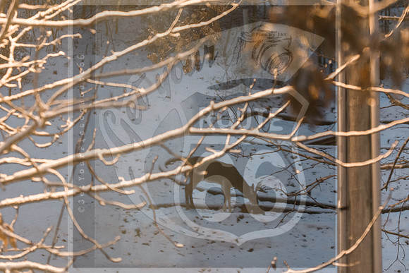 Winter Wildlife 2019 (c)PicsbyJax-6286.jpg