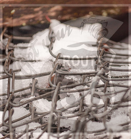 Winter Birds 2019 (c)PicsbyJax-0010.jpg