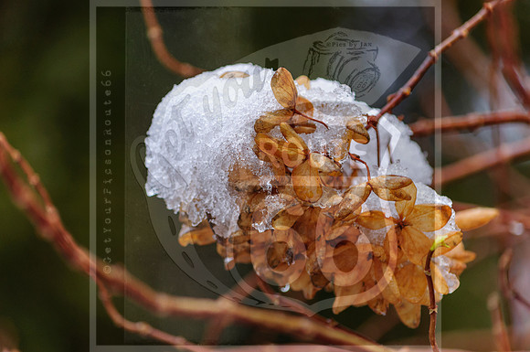 Winter Birds 2019 (c)PicsbyJax-0011.jpg