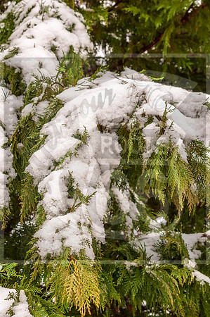 Winter Birds 2019 (c)PicsbyJax-0028.jpg