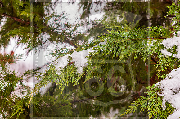 Winter Birds 2019 (c)PicsbyJax-0029.jpg