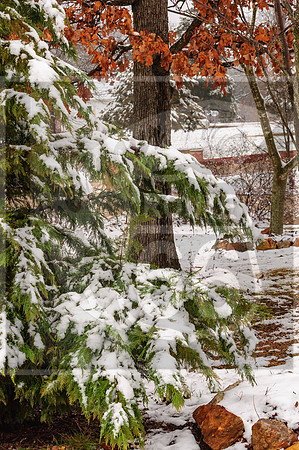 Winter Birds 2019 (c)PicsbyJax-0038.jpg