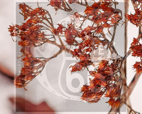 Winter Birds 2019 (c)PicsbyJax-0039.jpg