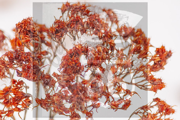 Winter Birds 2019 (c)PicsbyJax-0041.jpg