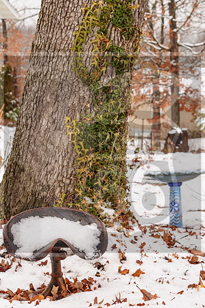 Winter Birds 2019 (c)PicsbyJax-0047.jpg