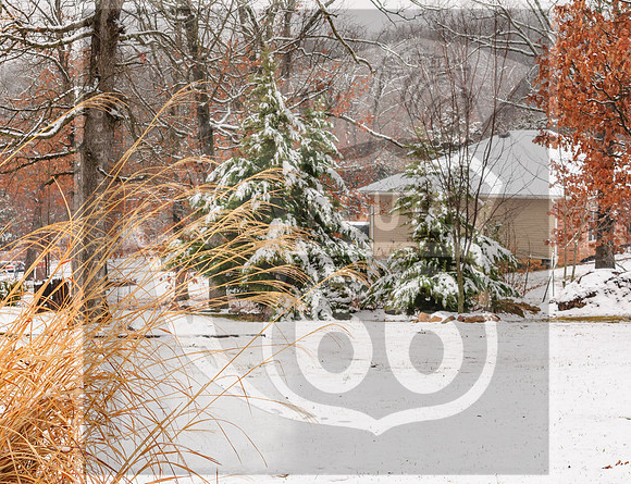 Winter Birds 2019 (c)PicsbyJax-0055.jpg
