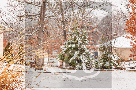 Winter Birds 2019 (c)PicsbyJax-0056.jpg