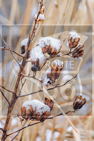 Winter Birds 2019 (c)PicsbyJax-0057.jpg