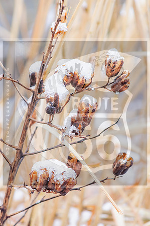 Winter Birds 2019 (c)PicsbyJax-0058.jpg