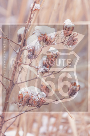 Winter Birds 2019 (c)PicsbyJax-0059.jpg