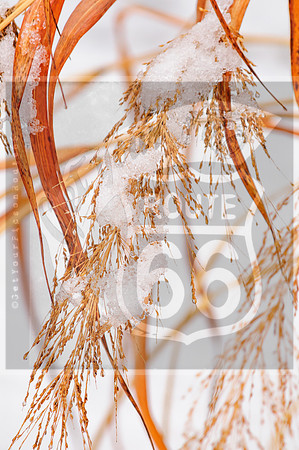 Winter Birds 2019 (c)PicsbyJax-0062.jpg