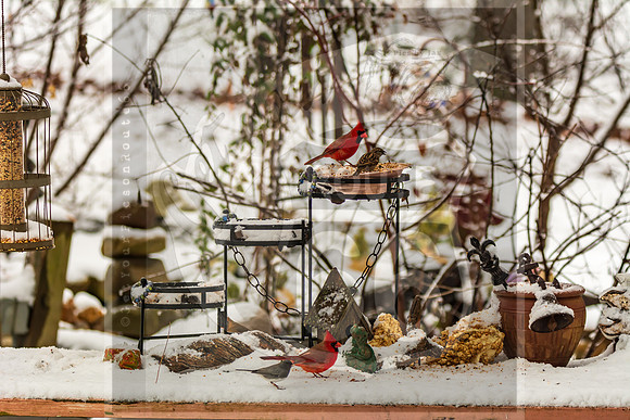 Winter Wildlife 2019 (c)PicsbyJax-6302.jpg