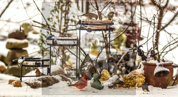 Winter Wildlife 2019 (c)PicsbyJax-6305.jpg