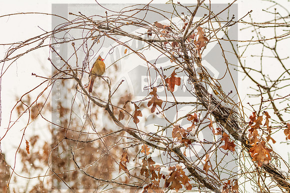Winter Birds 2019 (c)PicsbyJax-6317.jpg