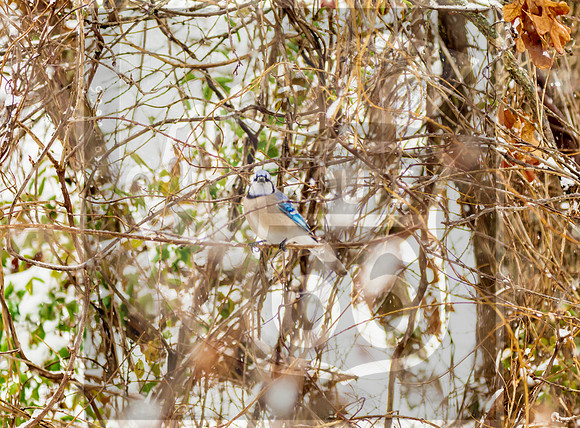 Winter Birds 2019 (c)PicsbyJax-6322.jpg