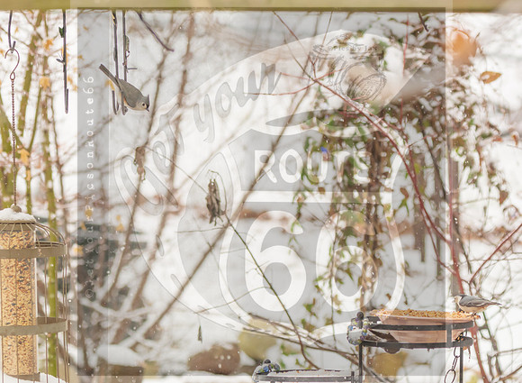 Winter Birds 2019 (c)PicsbyJax-6326.jpg