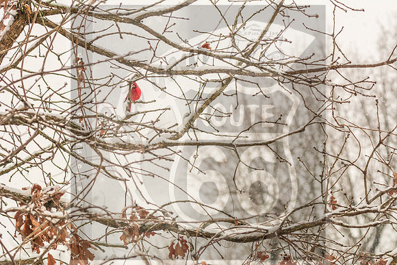 Winter Birds 2019 (c)PicsbyJax-6328.jpg