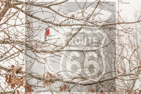 Winter Birds 2019 (c)PicsbyJax-6332.jpg