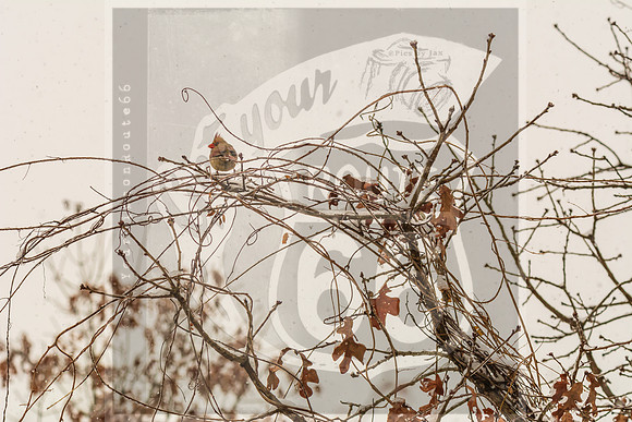 Winter Birds 2019 (c)PicsbyJax-6335.jpg