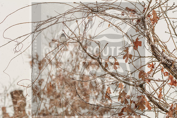 Winter Birds 2019 (c)PicsbyJax-6342.jpg