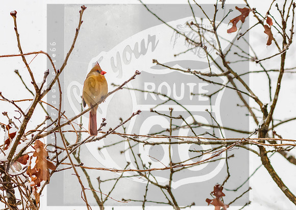 Winter Birds 2019 (c)PicsbyJax-6345.jpg