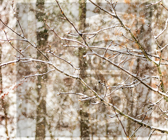 Winter Birds 2019 (c)PicsbyJax-6352.jpg