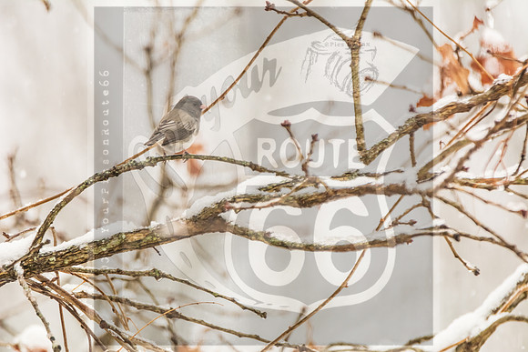 Winter Birds 2019 (c)PicsbyJax-6353.jpg
