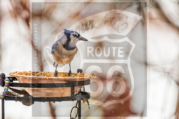 Winter Birds 2019 (c)PicsbyJax-6362.jpg