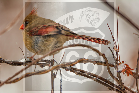 Winter Birds 2019 (c)PicsbyJax-6366.jpg