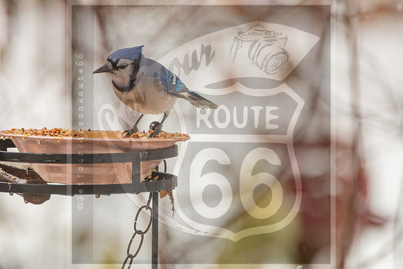 Winter Birds 2019 (c)PicsbyJax-6370.jpg