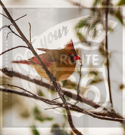 Winter Birds 2019 (c)PicsbyJax-6383.jpg