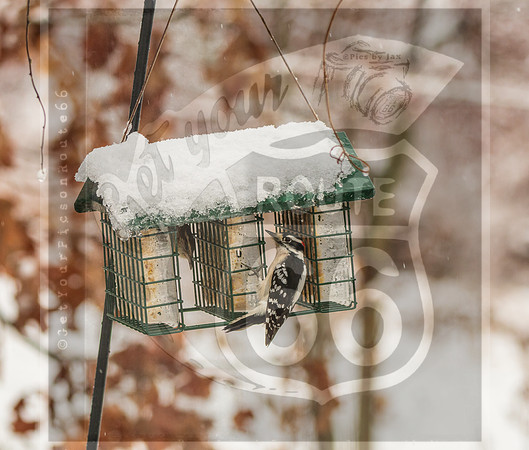 Winter Birds 2019 (c)PicsbyJax-6388.jpg