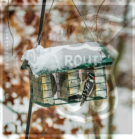 Winter Birds 2019 (c)PicsbyJax-6396.jpg