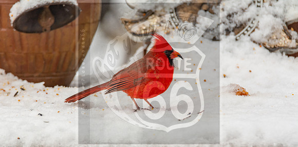 Winter Birds 2019 (c)PicsbyJax-6408.jpg