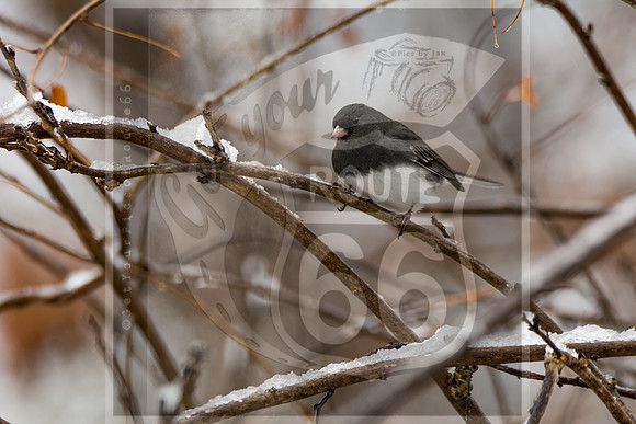 Winter Birds 2019 (c)PicsbyJax-6411.jpg