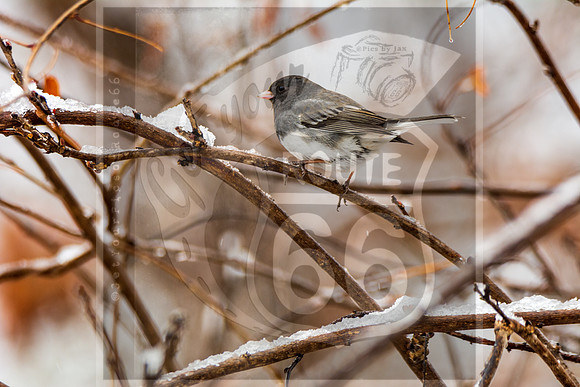 Winter Birds 2019 (c)PicsbyJax-6412.jpg