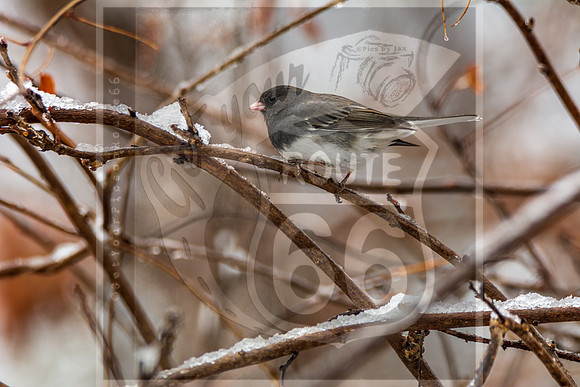 Winter Birds 2019 (c)PicsbyJax-6415.jpg