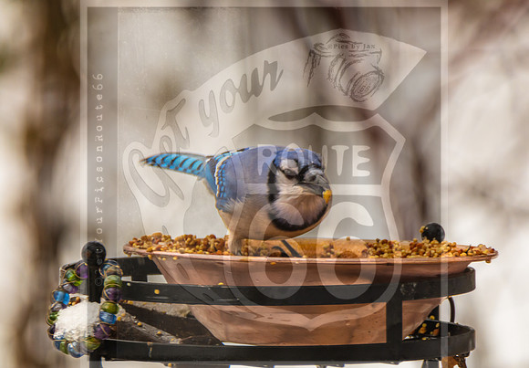 Winter Birds 2019 (c)PicsbyJax-6418.jpg