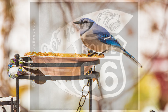 Winter Birds 2019 (c)PicsbyJax-6424.jpg