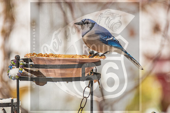 Winter Birds 2019 (c)PicsbyJax-6425.jpg