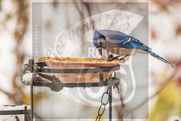 Winter Birds 2019 (c)PicsbyJax-6426.jpg