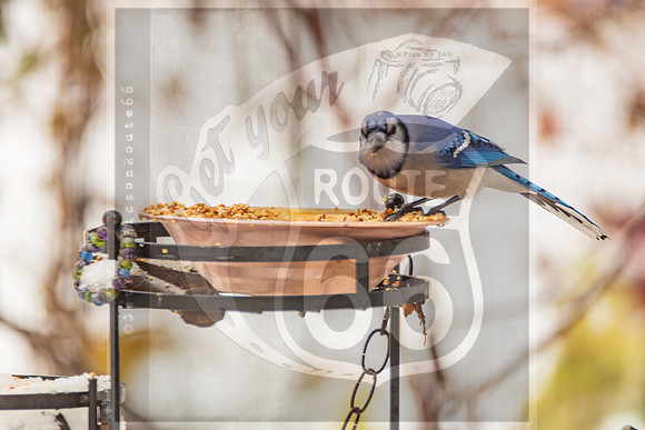 Winter Birds 2019 (c)PicsbyJax-6427.jpg
